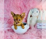 Small Chihuahua