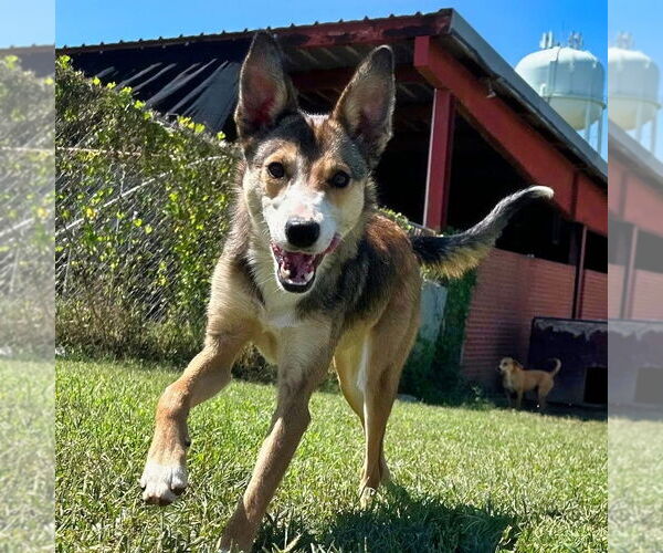 Medium Photo #2 Mutt Puppy For Sale in Minneapolis, MN, USA