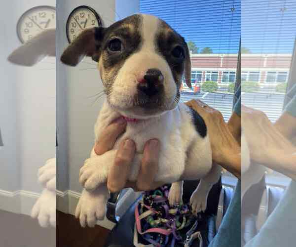 Medium Photo #4 American Staffordshire Terrier-Unknown Mix Puppy For Sale in Holly Springs, NC, USA