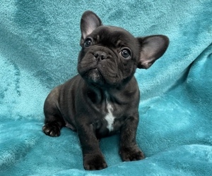 French Bulldog Puppy for sale in WEST POINT, VA, USA