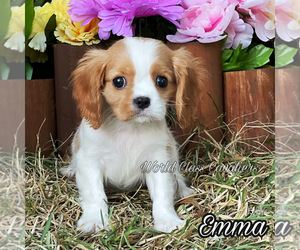 Cavalier King Charles Spaniel Puppy for sale in MIAMI, FL, USA