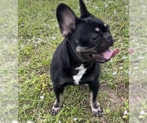 French Bulldog Puppy for sale in TAMPA, FL, USA