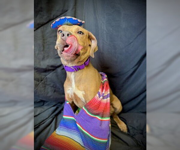 Medium Photo #5 Black Mouth Cur-Catahoula Leopard Dog Mix Puppy For Sale in Pleasanton, TX, USA