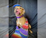 Small #4 Black Mouth Cur-Catahoula Leopard Dog Mix