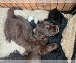 Small Photo #64 Golden Mountain Doodle  Puppy For Sale in REYNOLDSBURG, OH, USA