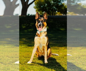 Mutt Dogs for adoption in Chandler, AZ, USA