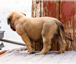 Small Photo #54 Mastiff Puppy For Sale in WAKARUSA, IN, USA