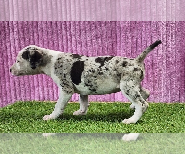 Medium Photo #1 Catahoula Leopard Dog Puppy For Sale in CUMBY, TX, USA