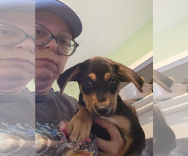 Medium Photo #1 Mutt Puppy For Sale in Plainfield, IL, USA