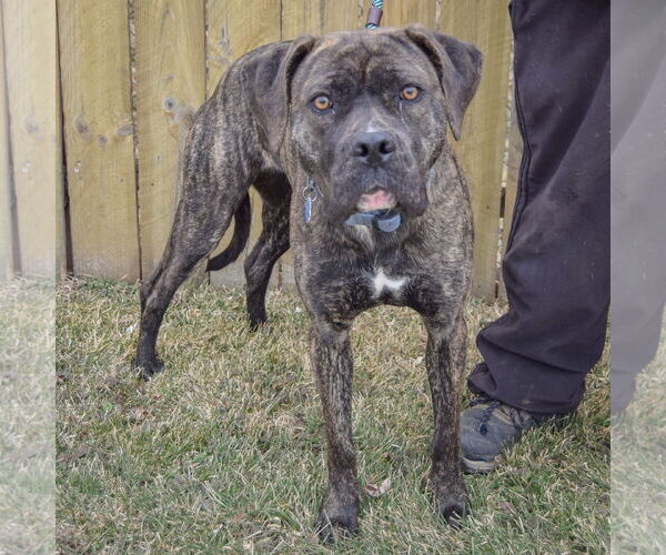 Medium Photo #3 Mastador Puppy For Sale in Huntley, IL, USA