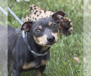 Chihuahua Dogs for adoption in Yardley, PA, USA
