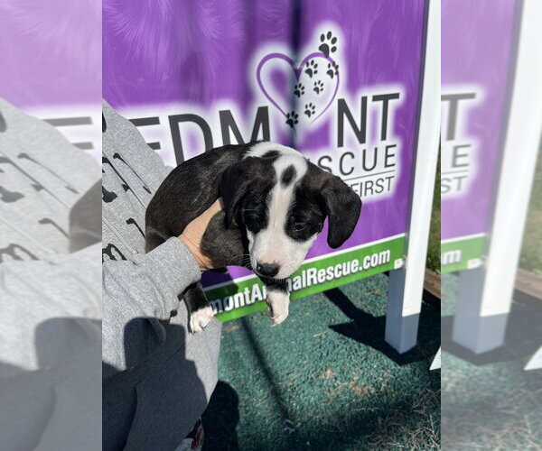 Medium Photo #4 Boxer-Unknown Mix Puppy For Sale in Mooresville, NC, USA