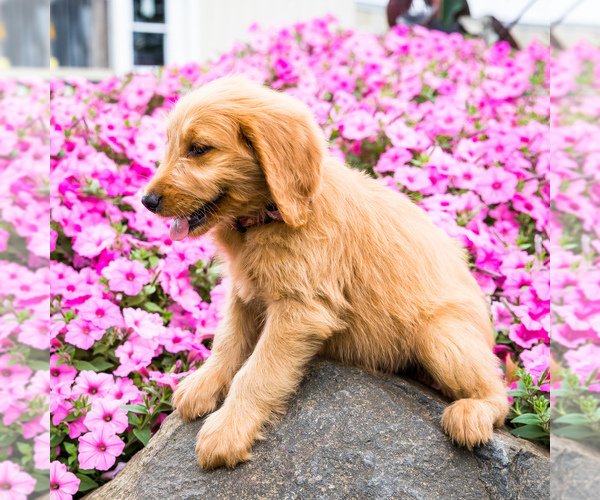 Medium Photo #1 Goldendoodle Puppy For Sale in WAKARUSA, IN, USA