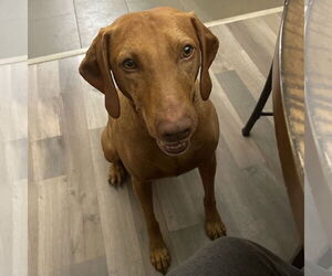 Vizsla Dogs for adoption in Fort Worth, TX, USA