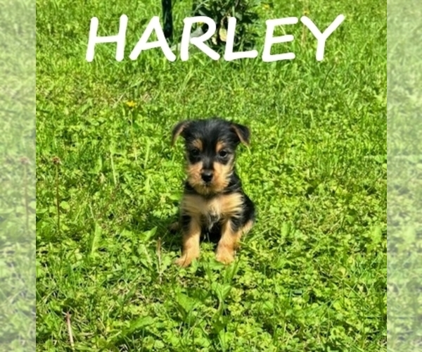 Medium Photo #3 Carkie Puppy For Sale in HARTLAND, MN, USA