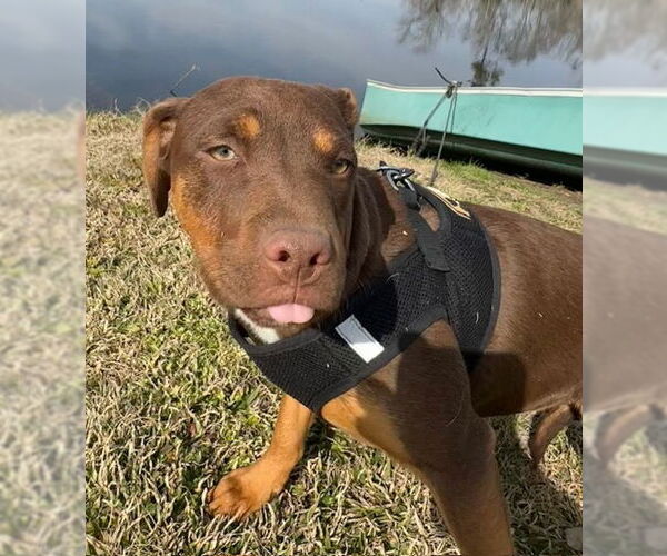 Medium Photo #7 Bulldog-Labrador Retriever Mix Puppy For Sale in Tarrytown, GA, USA