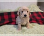 Small #8 Goldendoodle