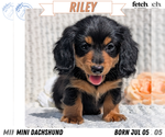 Puppy Riley Dachshund