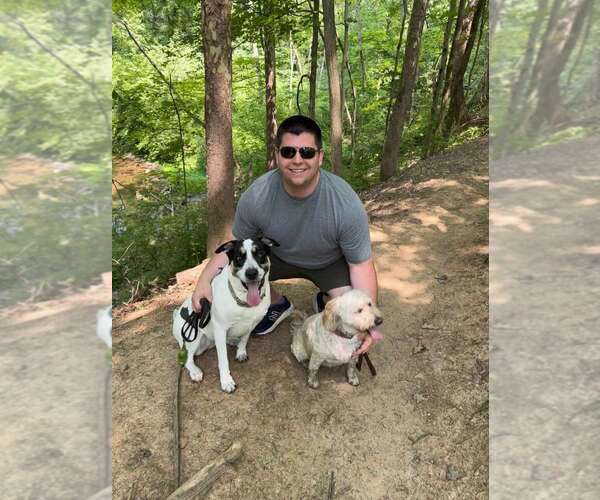 Medium Photo #4 Boxer-Unknown Mix Puppy For Sale in Aurora, IN, USA