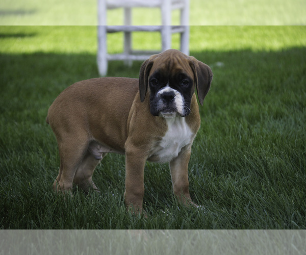 Medium Photo #1 Boxer Puppy For Sale in SHIPSHEWANA, IN, USA