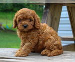 Small #1 Cavalier King Charles Spaniel-Poodle (Toy) Mix