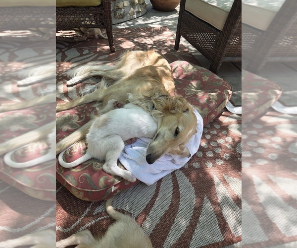 Medium Photo #1 Borzoi Puppy For Sale in YUCAIPA, CA, USA
