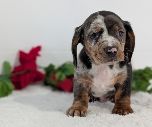 Medium Photo #5 Dachshund Puppy For Sale in GOSHEN, IN, USA