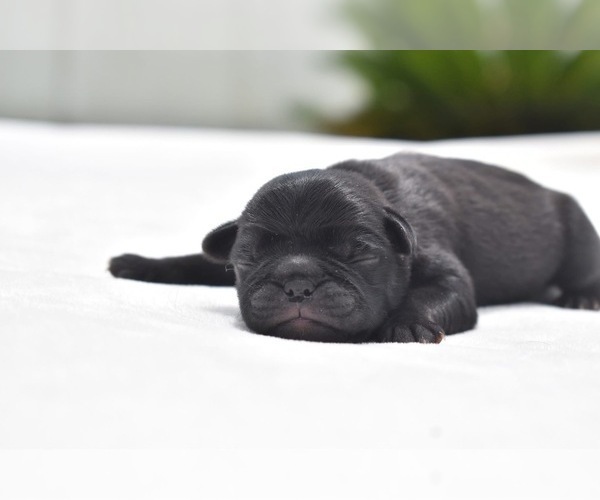 Medium Photo #3 Pug Puppy For Sale in PALM COAST, FL, USA