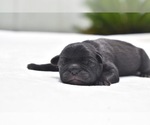 Small #2 Pug