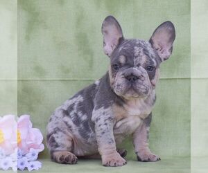 French Bulldog Puppy for Sale in QUARRYVILLE, Pennsylvania USA