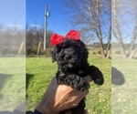Puppy Black Female Poodle (Toy)