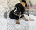 Small #12 Bernedoodle