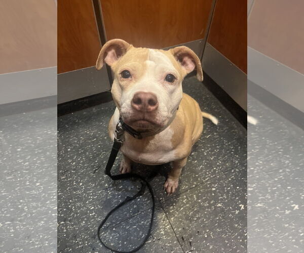 Medium Photo #2 Staffordshire Bull Terrier-Unknown Mix Puppy For Sale in Staten Island, NY, USA
