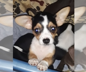 Chihuahua Puppy for sale in FAYETTEVILLE, NC, USA