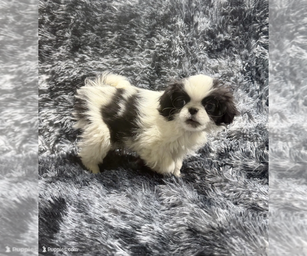 Medium Photo #1 Japanese Chin Puppy For Sale in BELTON, MO, USA