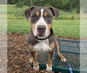 American Pit Bull Terrier-Unknown Mix Dogs for adoption in Waterford, VA, USA