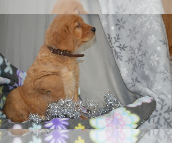 Medium Photo #31 Golden Retriever Puppy For Sale in GREENWOOD, WI, USA