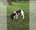 Small Photo #4 German Shorthaired Pointer Puppy For Sale in CELINA, TX, USA