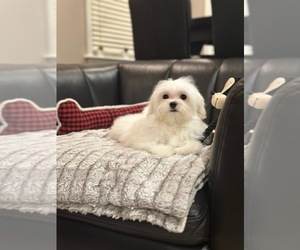 Maltese Puppy for sale in CHICAGO, IL, USA