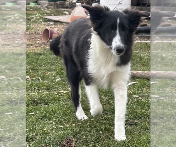 Medium Photo #7 Shetland Sheepdog Puppy For Sale in KEWAUNEE, WI, USA