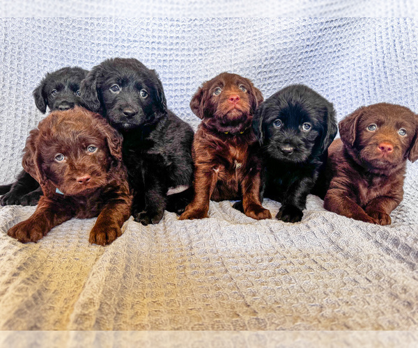 Medium Photo #17 Miniature Labradoodle Puppy For Sale in MESA, AZ, USA