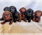 Small #16 Miniature Labradoodle