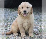 Small Photo #2 Golden Retriever Puppy For Sale in JONES, MI, USA