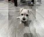 Puppy Liz Schnauzer (Miniature)