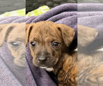 Small Staffordshire Bull Terrier Mix