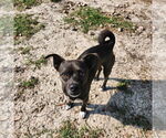 Small #1 Chihuahua Mix