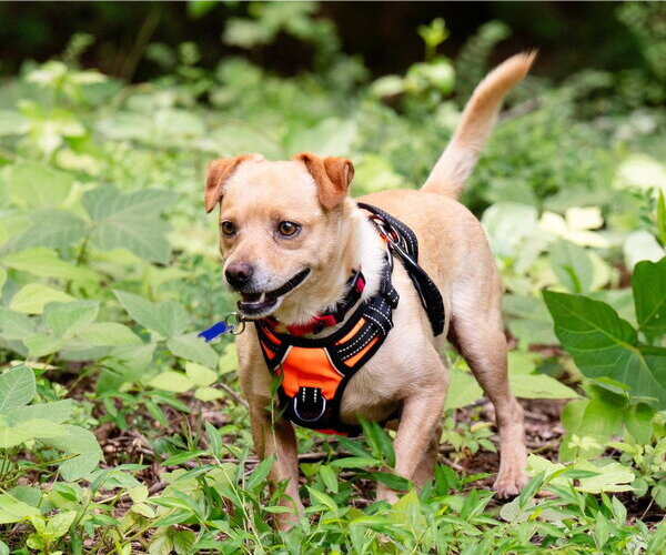 Medium Photo #4 Chihuahua-Unknown Mix Puppy For Sale in Ellijay, GA, USA