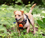 Small #3 Chihuahua Mix