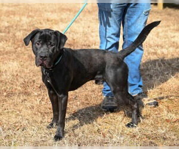 Medium Photo #5 Labrador Retriever-Unknown Mix Puppy For Sale in Glen Allen, VA, USA