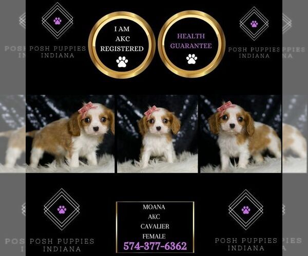 Medium Photo #1 Cavalier King Charles Spaniel Puppy For Sale in WARSAW, IN, USA